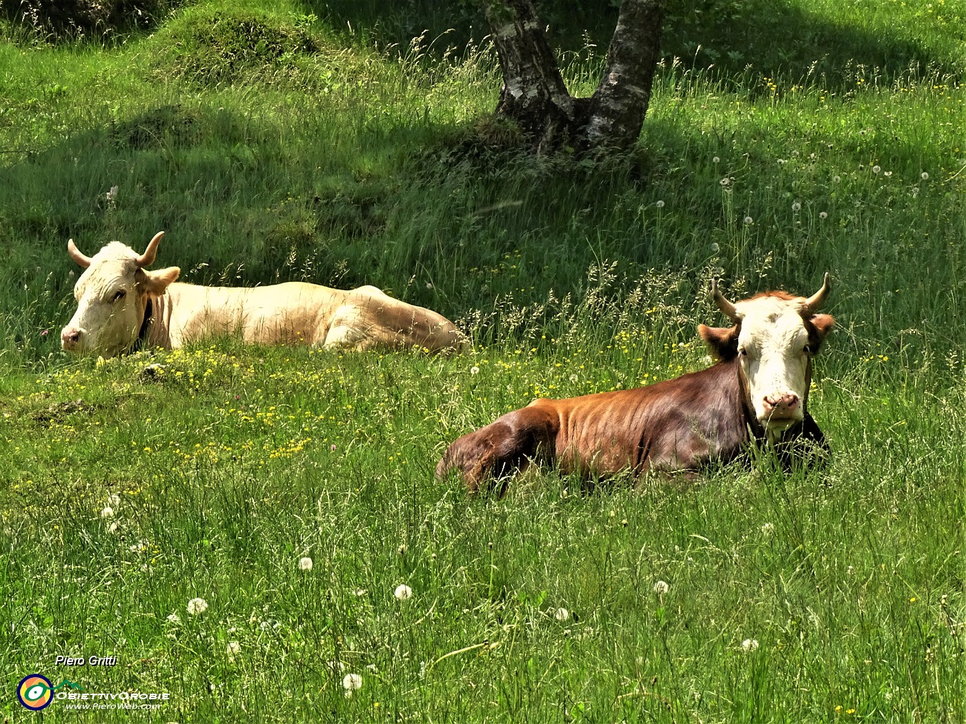 66 Siesta meridiana sui verdi prati dei Foppi.JPG